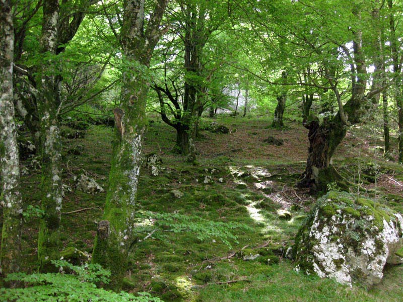 31-hayedo