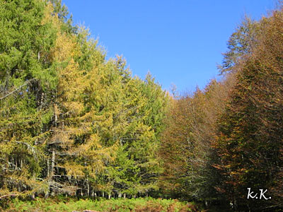 paisaje otoño Irati colores