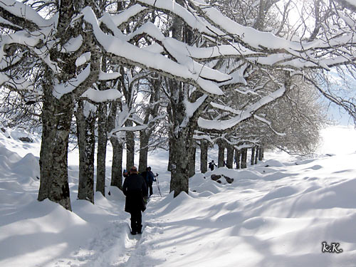 árboles, Urbía nevado