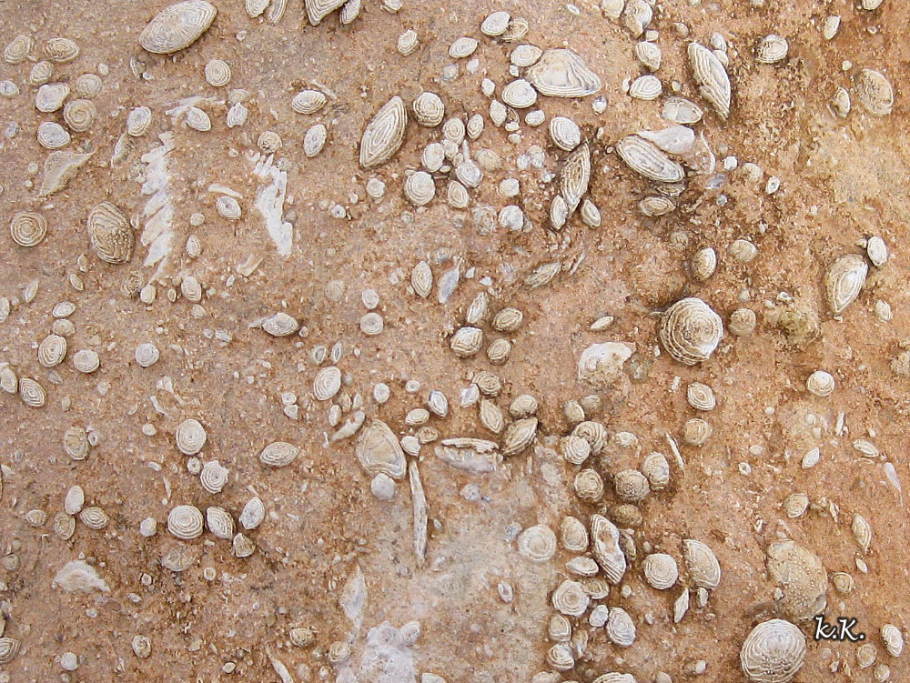 16-fosiles