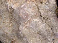 07-fosiles